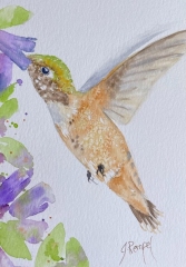 Hummingbird in Browns