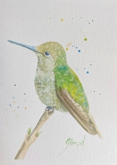 Calm Hummingbird