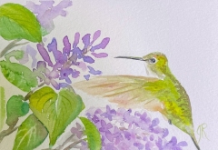 hummingbirdandlilacswatercolor