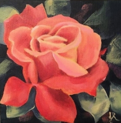 Coral Rose