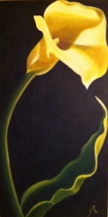 Calla Lily
