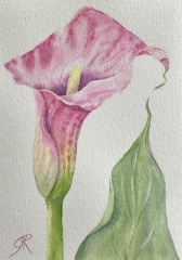 Pink Cala Lily